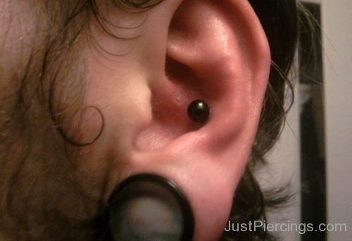 Lobe Stretching And Conch Piercing-JP1145