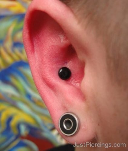 Conch Piercing With Black Stud And Lobe Stretching-JP1067